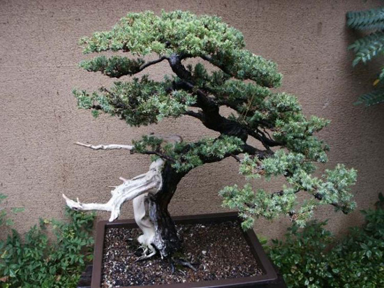 bonsai tiểu cảnh đẹp cho nhà vườn