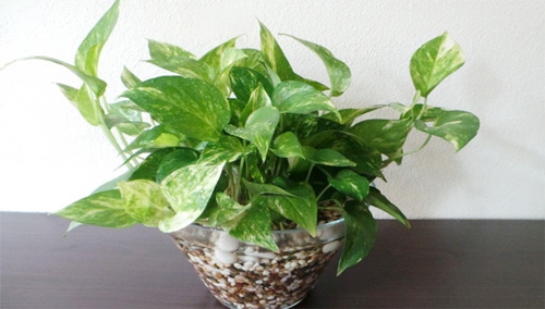 D:\luxury\2-luxugar\IMG\3-Tin tuc-Face\1-bai tin bao chi\1-lam dep nha voi cac loai cay trong trong nuoc-tin-face