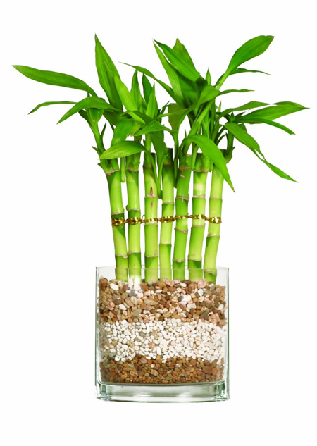 trồng cây phát lộc trong nước