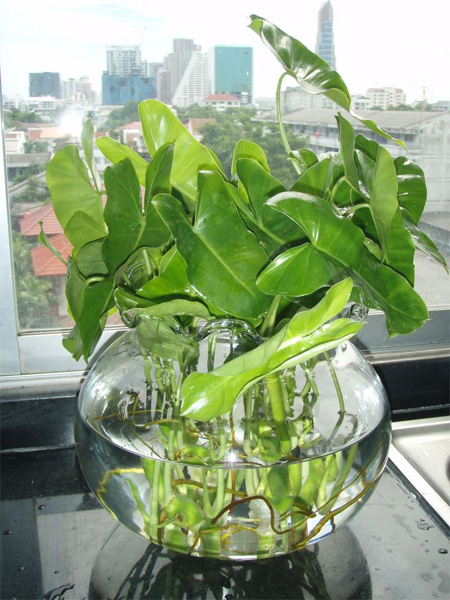 một dạng cây lá khoai cũng hay được sử dụng