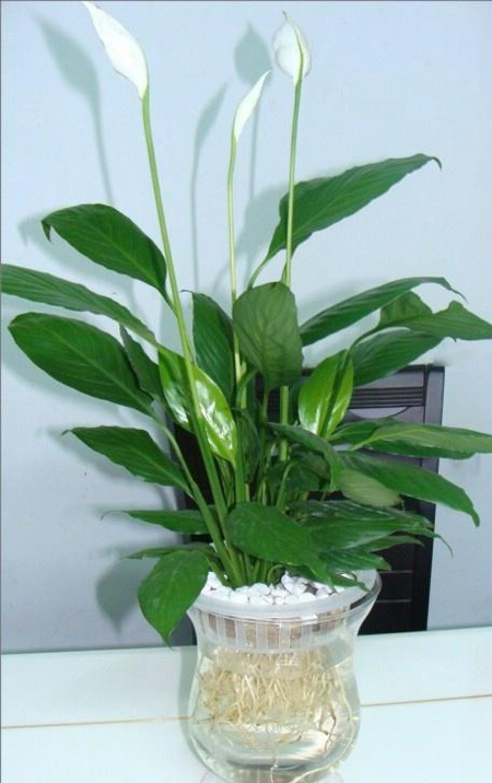 trồng Lan Ý trong chậu nước