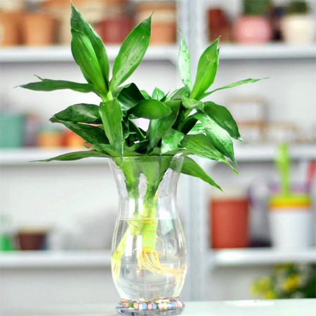 cây trồng trong nước