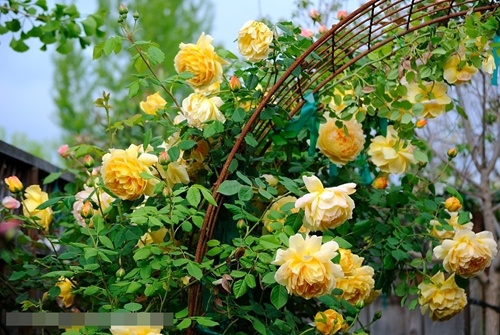 có nhiều sắc màu rực rỡ cho vườn, và rất quyến rũ