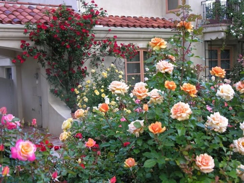 Hồng leo thuộc giống evelyn