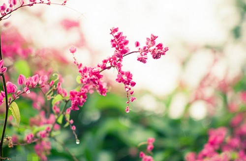 thiết kế vườn với giàn hoa đẹp