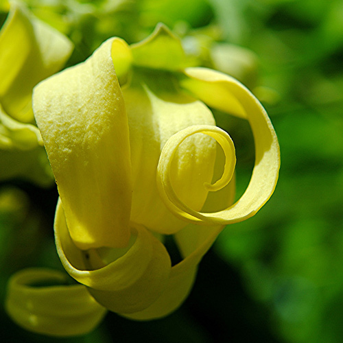 hoa móng rồng được cho leo tường