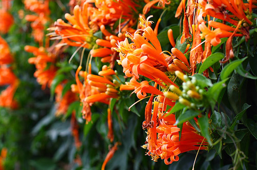 hoa chùm ớt đẹp vào đầu mùa xuân và suốt hè, mùa thu