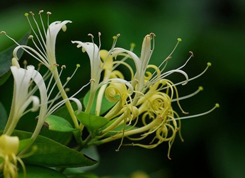 hoa kim ngân trong thiết kế nhà vườn