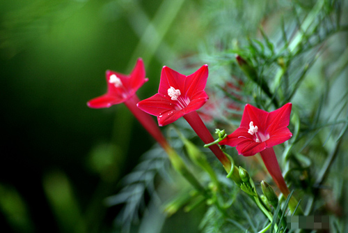 hoa sao cũng là lựa chọn không ngoan trước hiên nhà