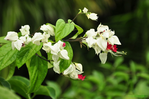 hoa ngọc nữ ưa sáng và lạ mắt