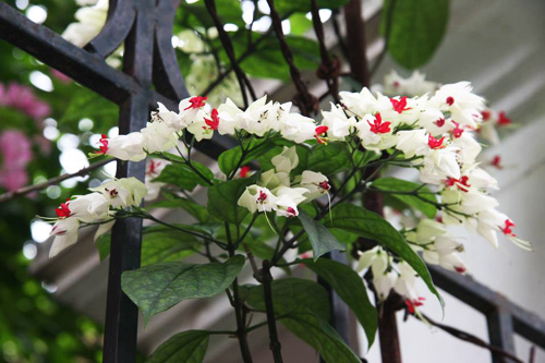 là loài hoa đẹp, thuần khiết và cũng bí ẩn