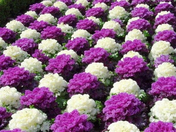 trông giống như một khu vườn hoa thơ mộng với màu đan xen liên tục