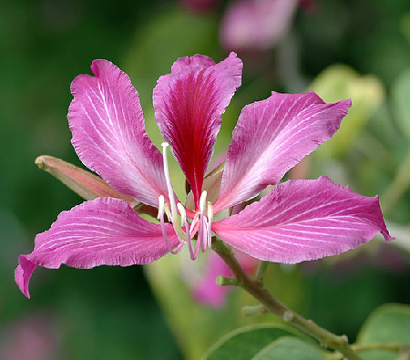 Ảnh cây hoa móng bò hongkong