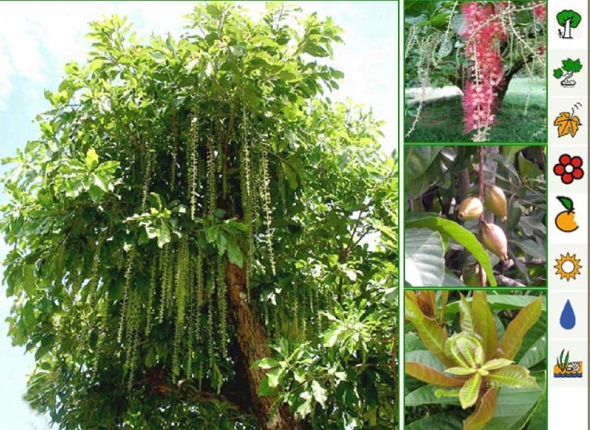 Lộc vừng là cây trồng có mặt trên khắp phố phường Hà Nội