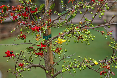 mai tu quy cho sân vườn đẹp