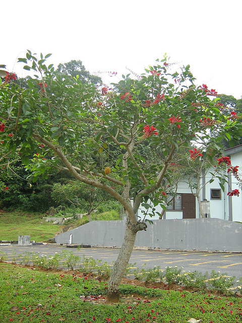 Cây Osaka đỏ đẹp