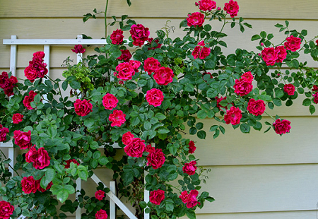 cây hồng leo cho vườn đỏ đẹp
