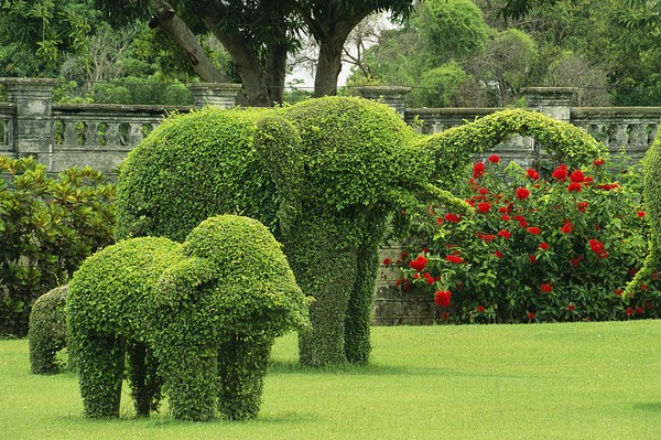 một chú voi con và voi mẹ đang dạo chơi trong vườn