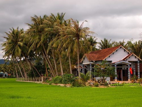 Dừa thường thấy trong vườn nhà dân